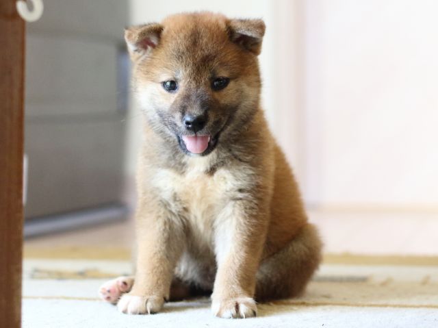 FP5A8065-puppy FP5A8065-puppy