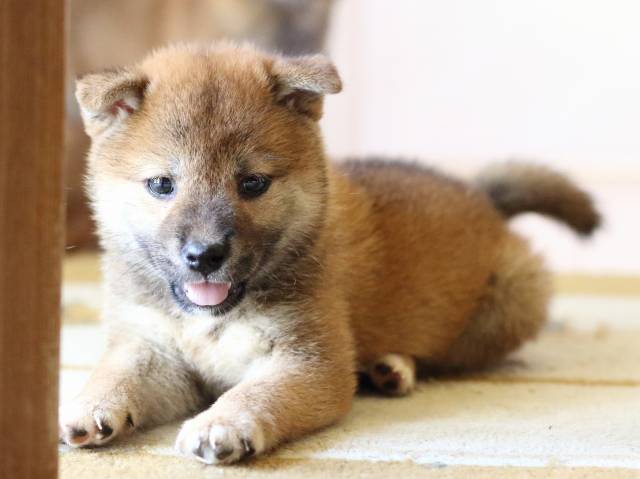 FP5A8077-puppy FP5A8077-puppy