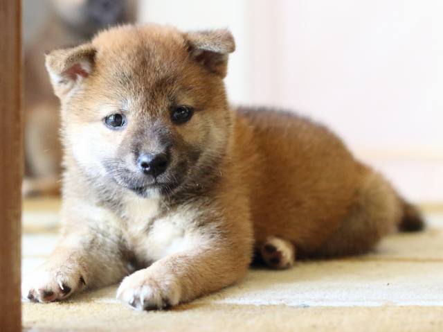 FP5A8093-puppy FP5A8093-puppy