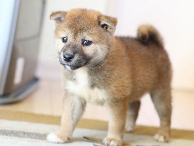 FP5A8116-puppy FP5A8116-puppy