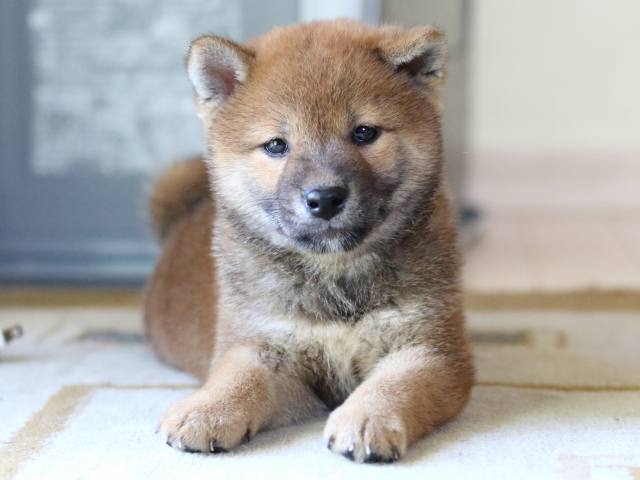 FP5A8200-puppy FP5A8200-puppy
