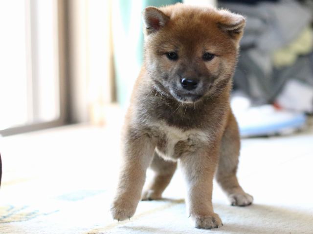 FP5A8216-puppy FP5A8216-puppy