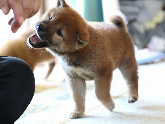 FP5A8248-puppy FP5A8248-puppy