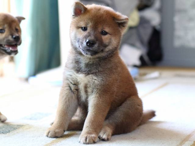 FP5A8270-puppy FP5A8270-puppy