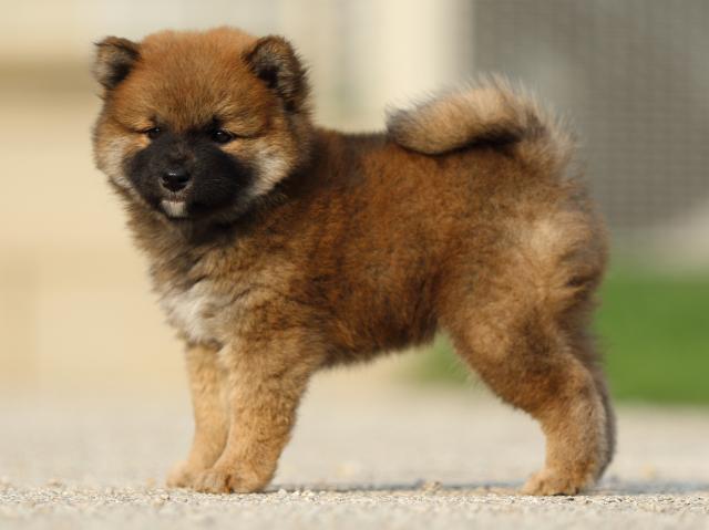 fp5a8332-puppy fp5a8332-puppy
