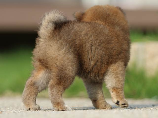 fp5a8348-puppy fp5a8348-puppy