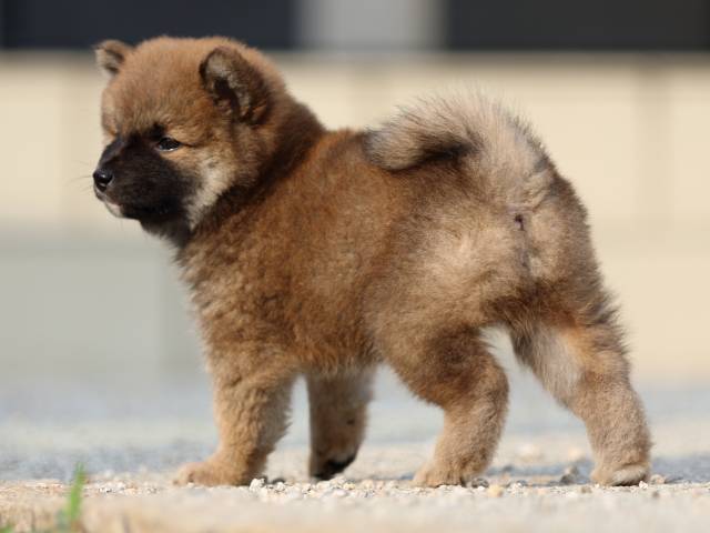 fp5a8368-puppy fp5a8368-puppy