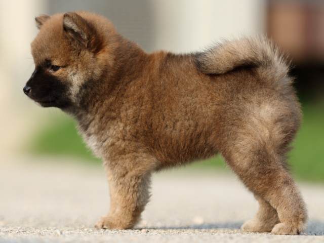 fp5a8457-puppy fp5a8457-puppy