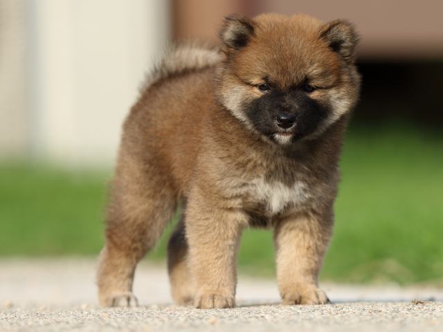 fp5a8467-puppy fp5a8467-puppy