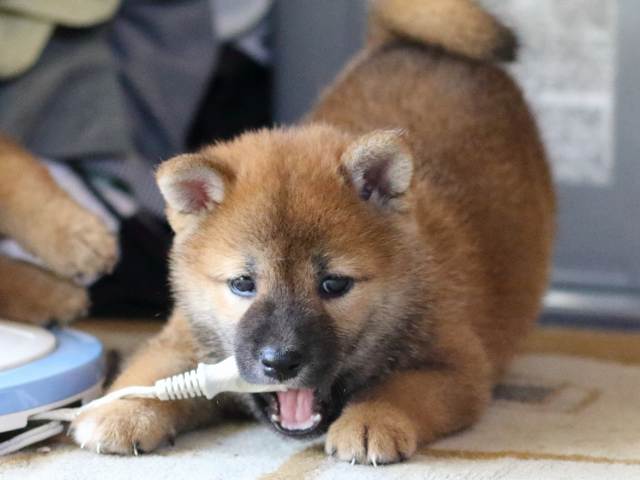 FP5A8488-puppy FP5A8488-puppy