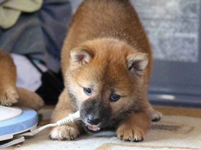 FP5A8491-puppy FP5A8491-puppy