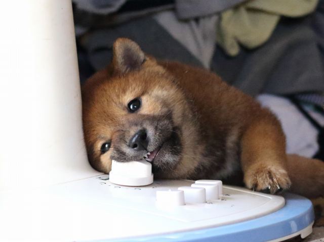 FP5A8494-puppy FP5A8494-puppy