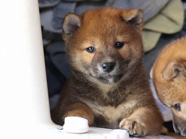 FP5A8502-puppy FP5A8502-puppy