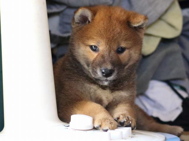 FP5A8505-puppy FP5A8505-puppy