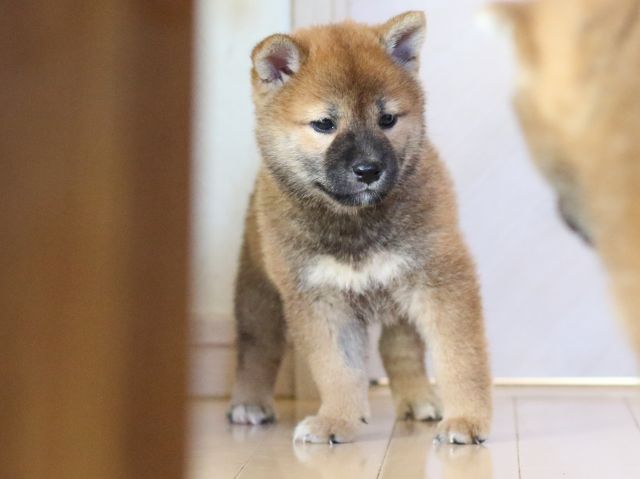 FP5A8514-puppy FP5A8514-puppy