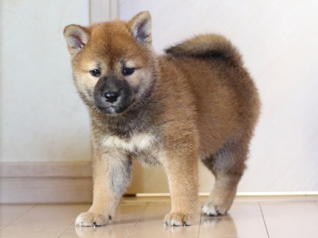 FP5A8536-puppy FP5A8536-puppy