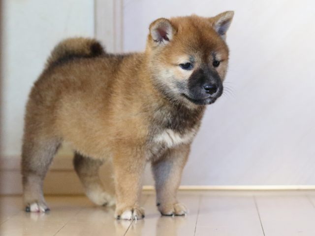 FP5A8545-puppy FP5A8545-puppy