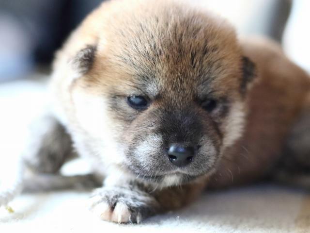 FP5A8558-puppy FP5A8558-puppy