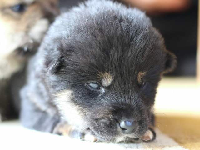 FP5A8572-puppy FP5A8572-puppy