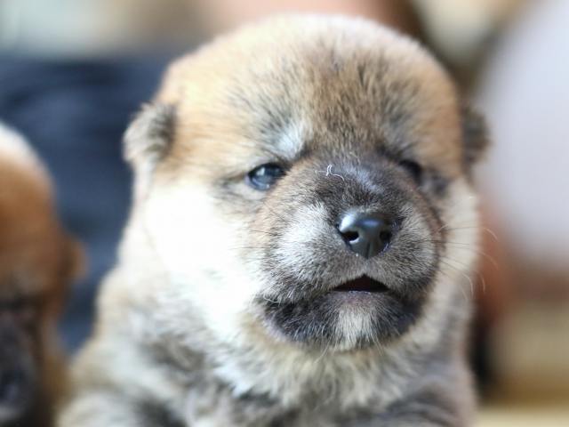 FP5A8599-puppy FP5A8599-puppy