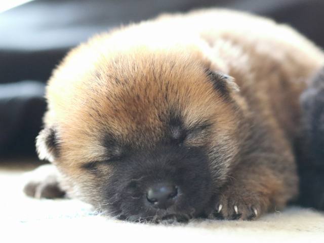FP5A8619-puppy FP5A8619-puppy