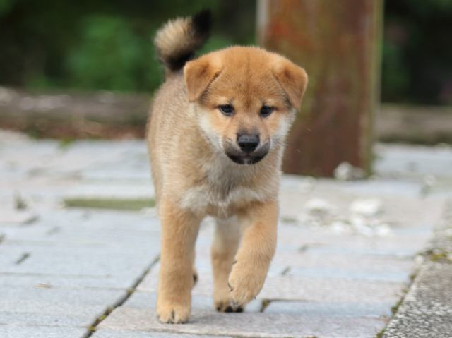 fp5a8742-puppy fp5a8742-puppy