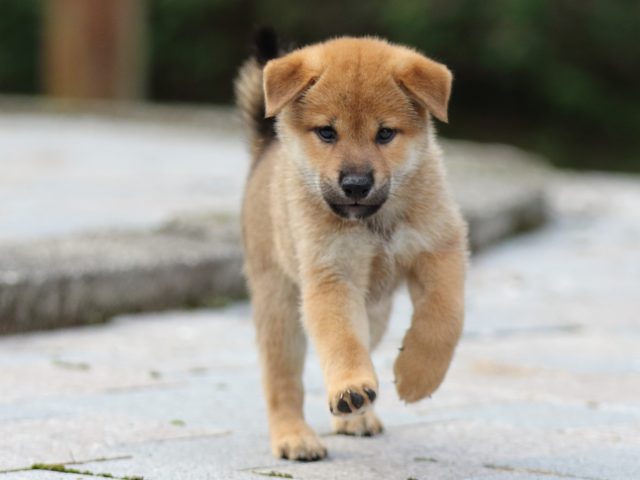 fp5a8760-puppy fp5a8760-puppy