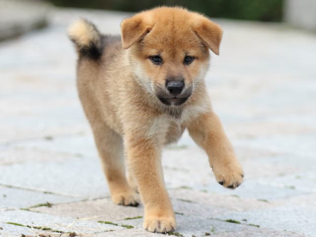 fp5a8766-puppy fp5a8766-puppy