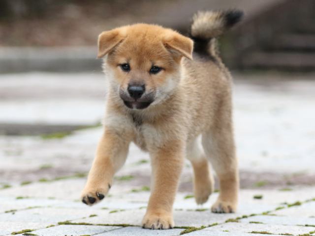 fp5a8817-puppy fp5a8817-puppy