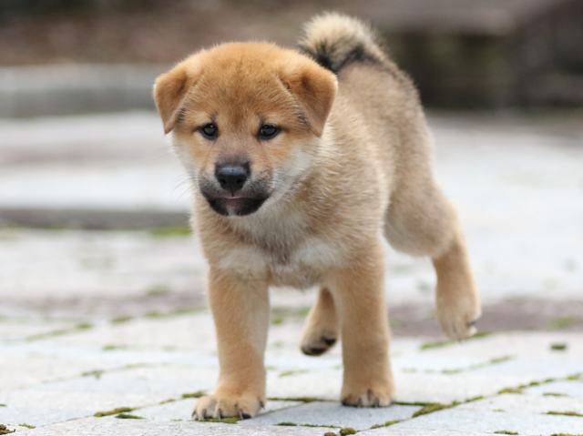 fp5a8818-puppy fp5a8818-puppy