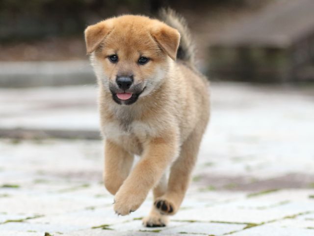 fp5a8819-puppy fp5a8819-puppy