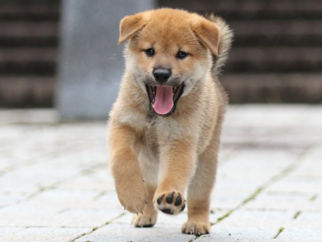 fp5a8855-puppy fp5a8855-puppy