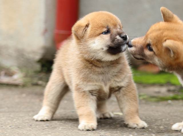 fp5a8896-puppy fp5a8896-puppy