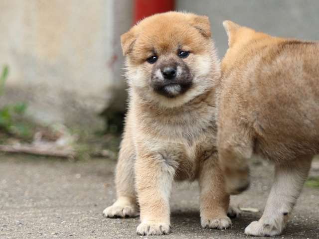 fp5a8904-puppy fp5a8904-puppy