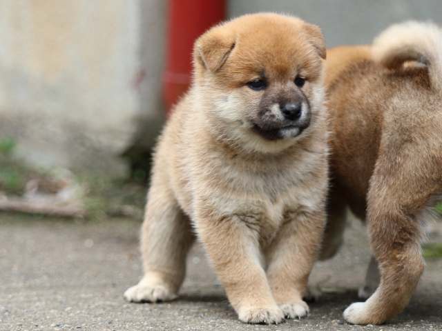 fp5a8908-puppy fp5a8908-puppy