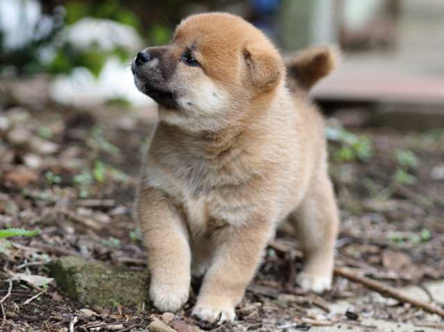 fp5a8958-puppy fp5a8958-puppy