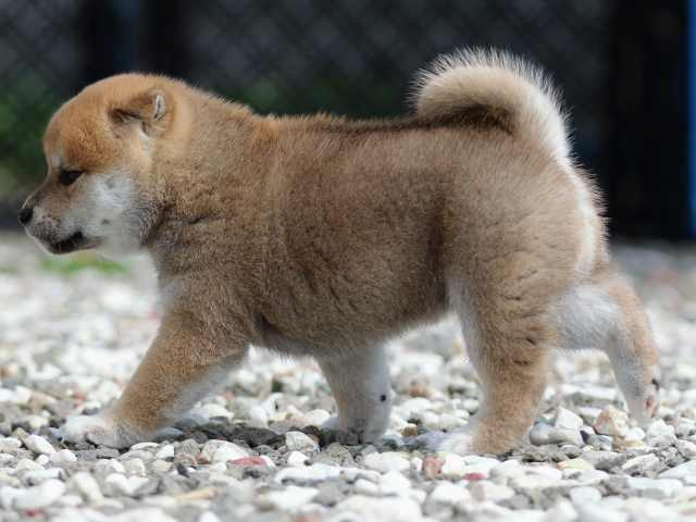 fp5a9143-puppy fp5a9143-puppy