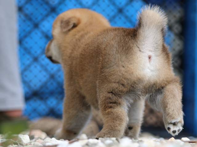 fp5a9151-puppy fp5a9151-puppy