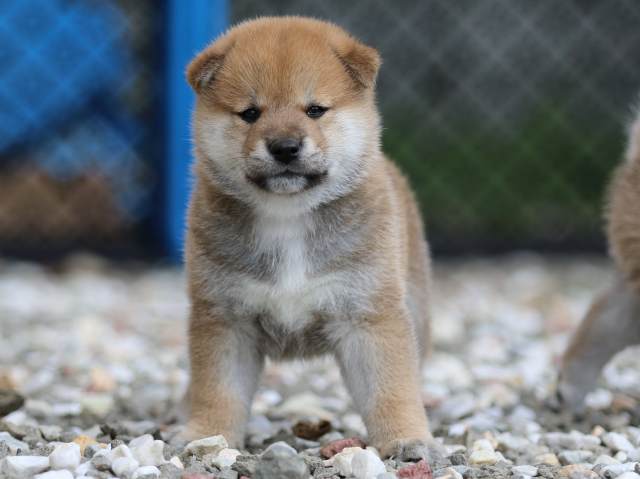 fp5a9182-puppy fp5a9182-puppy