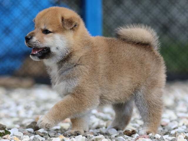 fp5a9192-puppy fp5a9192-puppy