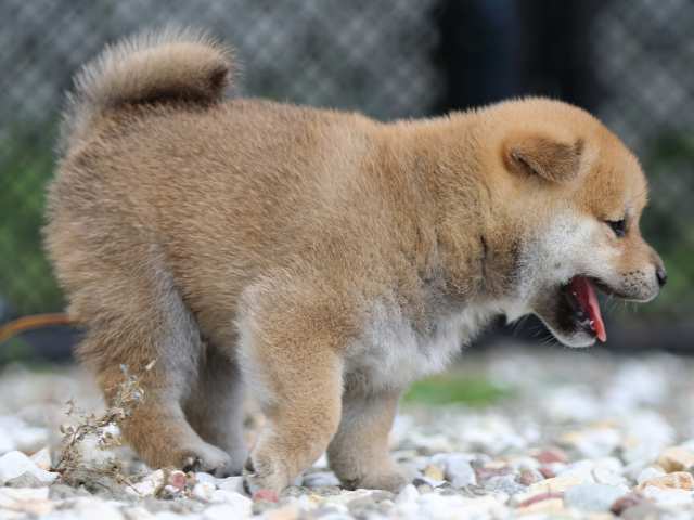 fp5a9239-puppy fp5a9239-puppy
