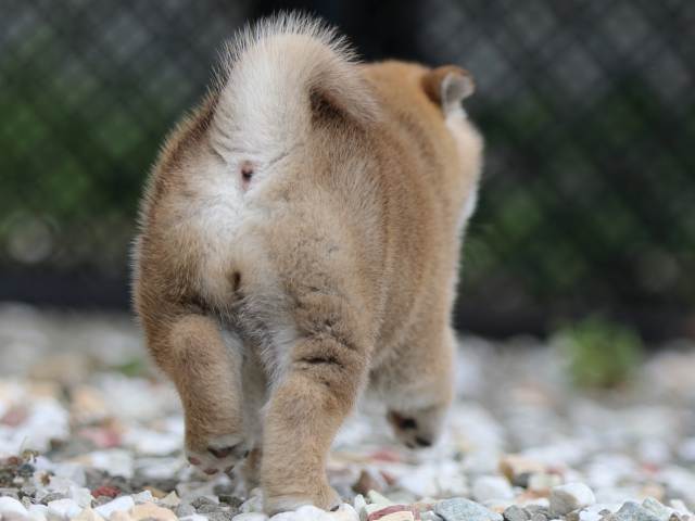 fp5a9308-puppy fp5a9308-puppy