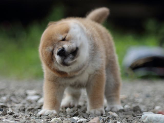 fp5a9335-puppy fp5a9335-puppy