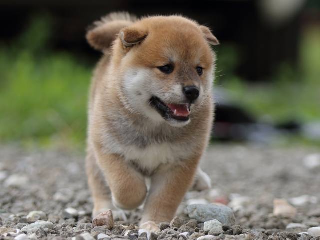 fp5a9337-puppy fp5a9337-puppy