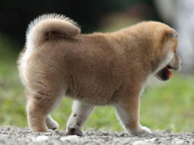 fp5a9359-puppy fp5a9359-puppy