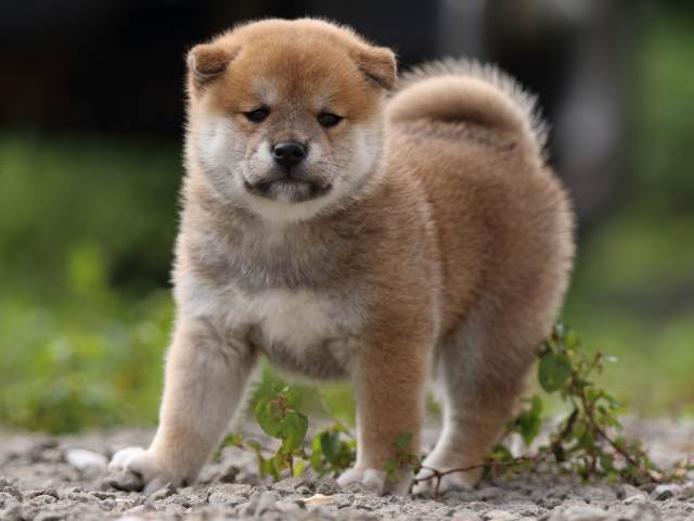 fp5a9408-puppy fp5a9408-puppy