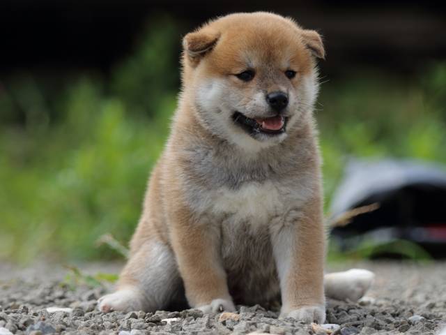 fp5a9417-puppy fp5a9417-puppy