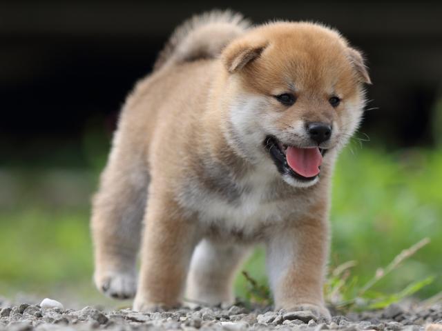fp5a9430-puppy fp5a9430-puppy