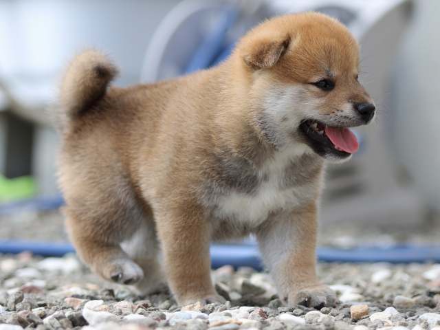 fp5a9443-puppy fp5a9443-puppy