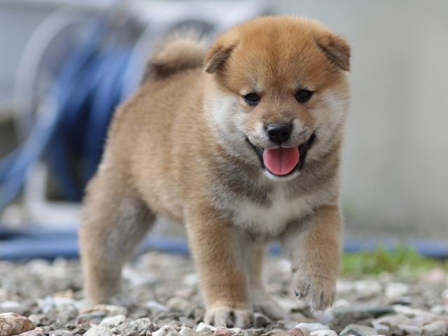 fp5a9453-puppy fp5a9453-puppy